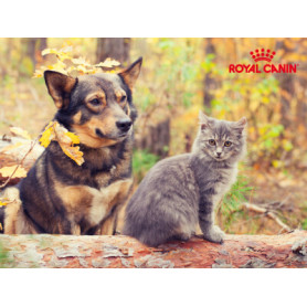 Conseil : La santé de la peau de votre animal grâce à sa nutrition