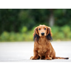 Conseil : Découvrez le Teckel !