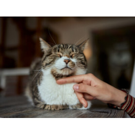 Conseil : L'arthrose chez le chat senior, comprendre et agir pour son bien-être