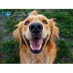 Conseil : Pourquoi les protecteurs cornéens sont-ils importants pour la santé oculaire ?