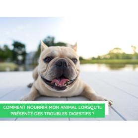 Conseil : Nourrir mon animal lorsqu'il présente des troubles digestifs