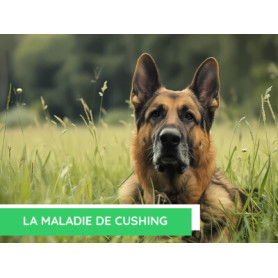 Conseil : La maladie de cushing