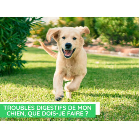 Conseil : Troubles digestifs de mon chien, que dois-je faire ?