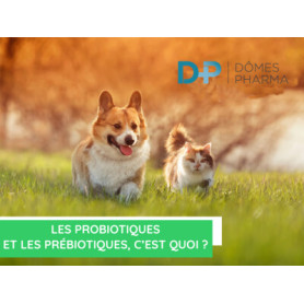 Conseil : Les probiotiques et les prébiotiques, c'est quoi ?