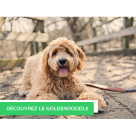 Conseil : Découvrez le goldendoodle