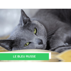 Conseil : Le bleu russe