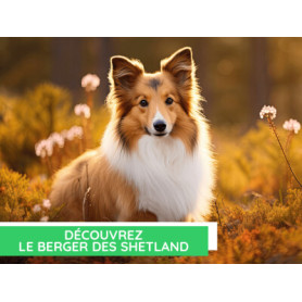 Conseil : Découvrez le berger des shetland