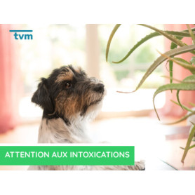 Conseil : Attention aux intoxications