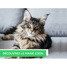 Conseil : Découvrez le maine coon