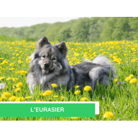 Conseil : L'eurasier