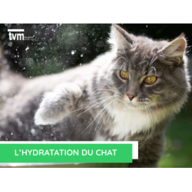 Conseil : L'hydratation du chat
