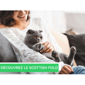 Conseil : Découvrez le scottish fold