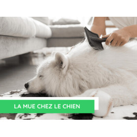 Conseil : La mue chez le chien