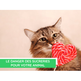 Conseil : Le danger des sucreries pour votre animal