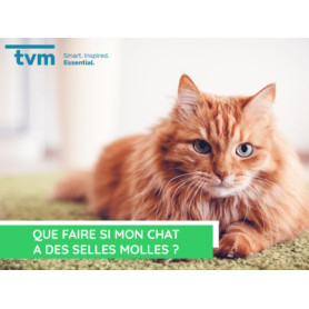 Conseil : Que faire si mon chat a des selles molles ?