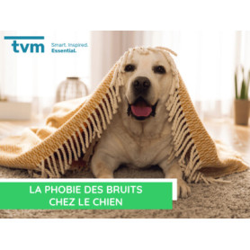 Conseil : La phobie des bruits chez le chien