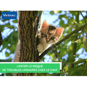 Conseil : Limiter le risque de troubles urinaires chez le chat