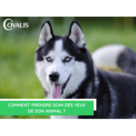 Conseil : Comment prendre soin des yeux de son animal ?