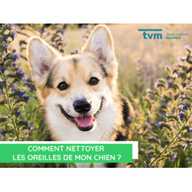 Conseil : Comment nettoyer les oreilles de mon chien ?