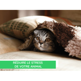Conseil : Réduire le stress de votre animal