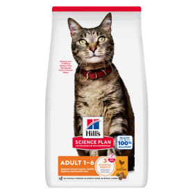 Chat Adult Poulet