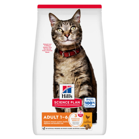Chat Adult Poulet