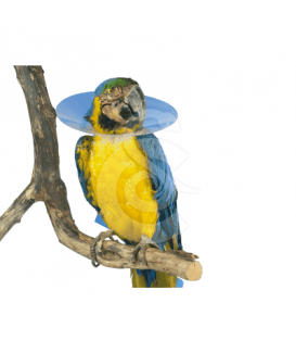 Carcan pour oiseau UU