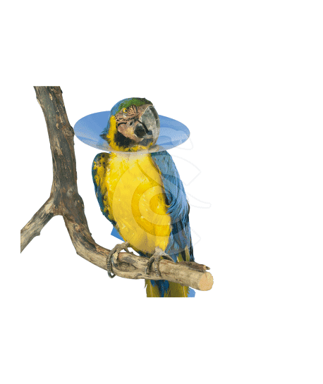 Carcan pour oiseau UU