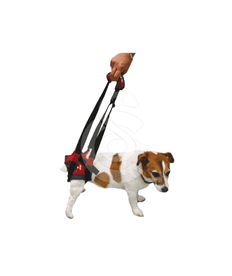Harnais Handy-Canis pour chien paralysé du train arrière