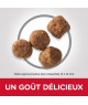 Chien Mature Adult 7+ Medium Poulet
