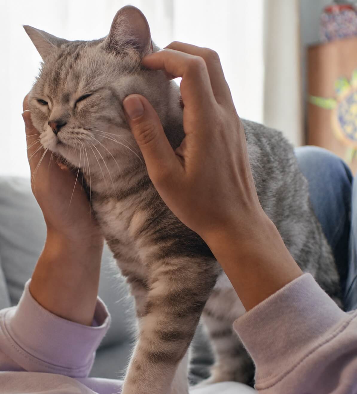 Chat apaisé