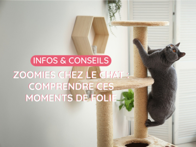 Les zoomies chez le chat : comprendre ces moments de folie soudains