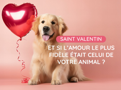 Saint Valentin : et si l’amour le plus fidèle était celui de votre animal ?