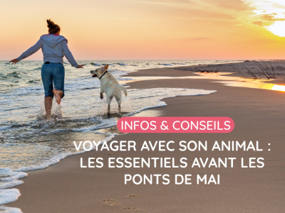 Voyager avec son chien ou son chat : conseils avant le départ