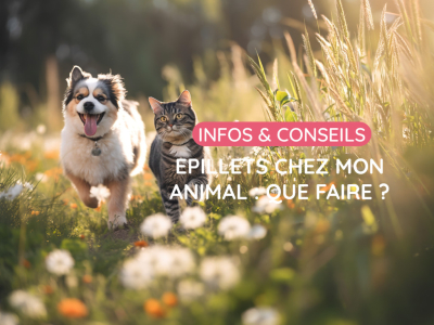 Épillets chez le chien et le chat : comment les repérer et les éviter ?