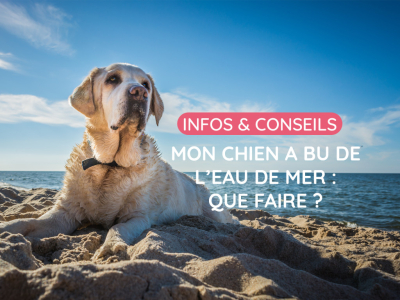 Mon chien a bu de l’eau de mer : quels risques et que faire ?
