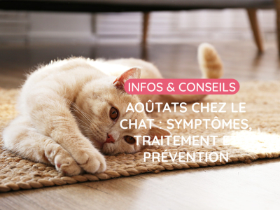 Aoûtats chez le chat : comment les reconnaître et soulager les démangeaisons ?