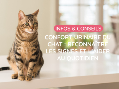 Confort urinaire du chat : reconnaître les signes et l’aider au quotidien