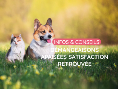 Démangeaisons apaisées satisfaction retrouvée