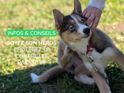 Les puces et les tiques sont de retour