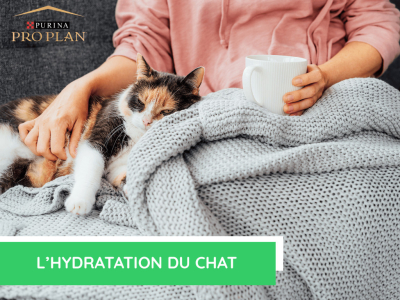 L'hydratation du chat