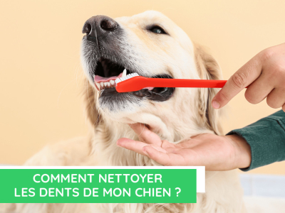Comment nettoyer les dents de mon chien ?