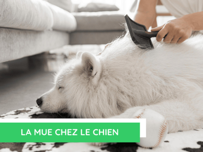  La mue chez le chien