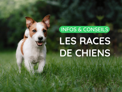 Infos & conseils : Quelle race de chien est faite pour vous ?