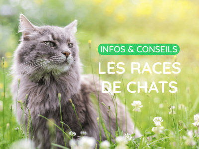 Infos & conseils : Quelle race de chat est faite pour vous ?
