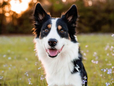 Découvrez le Border Collie 