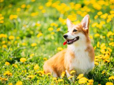 Le Welsh Corgi Pembroke