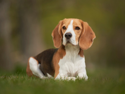 Découvrez Le Beagle 