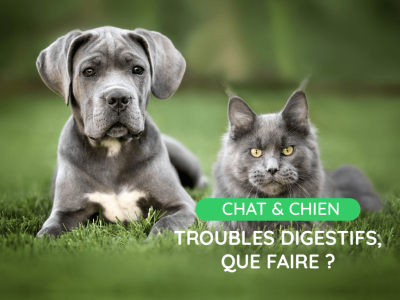 Votre chien a des flatulences ? Ou votre chat des selles molles ? Que faire ?