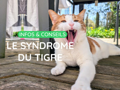 Le syndrome du tigre chez le chat